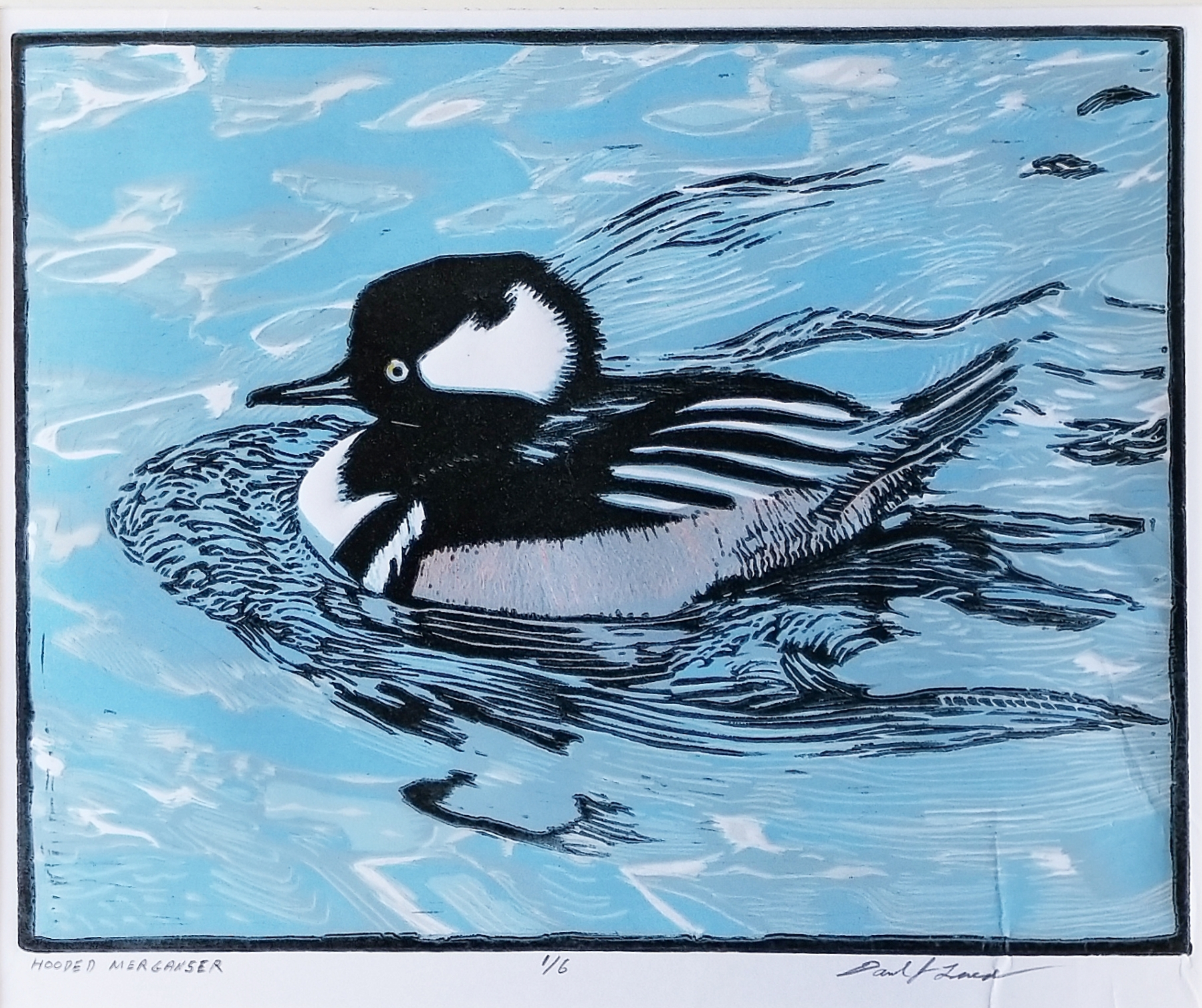 Hooded Merganser